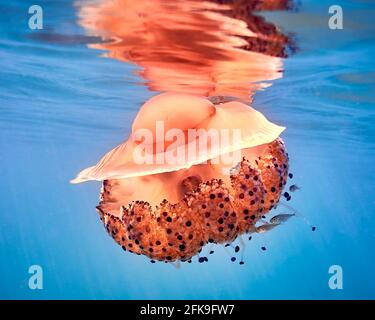 Fried egg jellyfish floating in a blue sea watter, touching  and being reflected from the sea surface.
