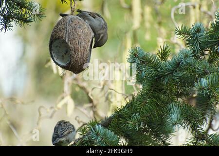 Two sparrows eating coconut in early springtime. Birds feeding. Stock Photo
