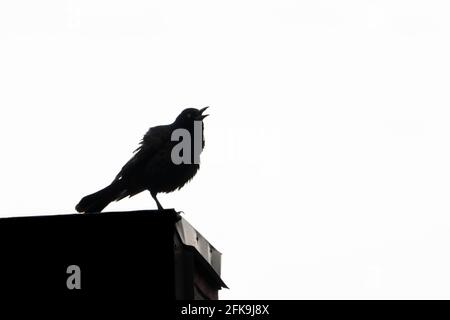 Silhouette of a Common Grackle singing on a rooftop Stock Photo