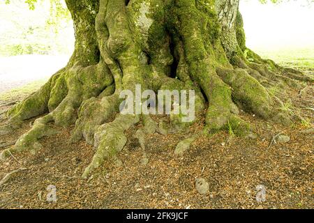 Detils of the trunk and roots of a big and old tree Stock Photo