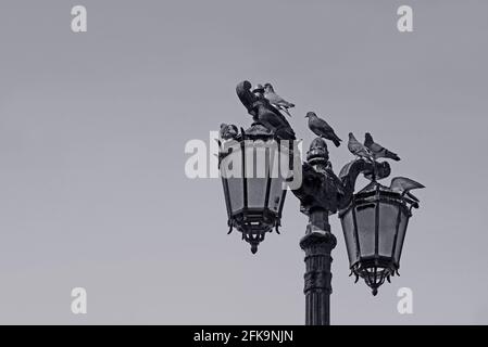 Monochrome vintage street lamppost with a flock of perching pigeons Stock Photo