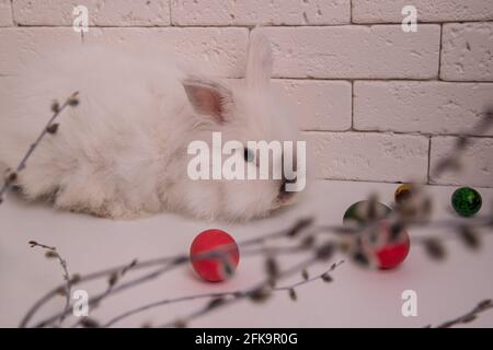 White fluffy rabbit lies and colorful eggs. Willow twigs on a white background Stock Photo