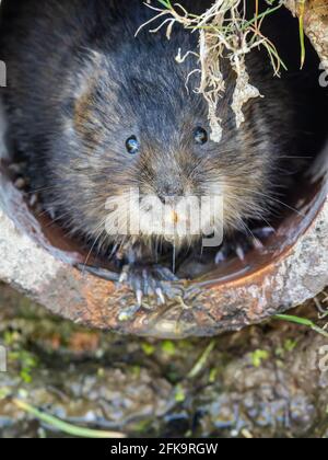 Water Vole Head Looking out of a Hole Stock Photo