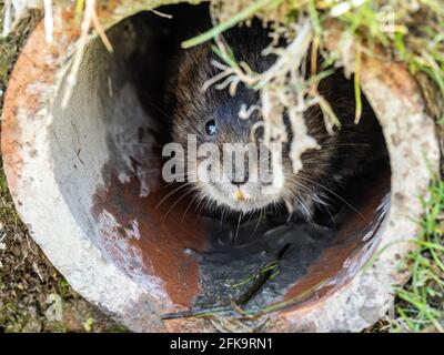 Water Vole Head Looking out of a Hole Stock Photo