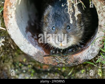 Water Vole Head Looking out of a Hole Stock Photo