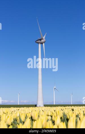 yellow tulips and wind turbines under blue sky in the netherlands Stock Photo