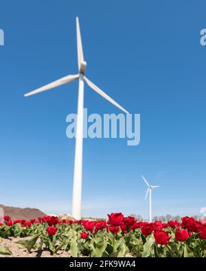 red tulip field and wind turbines under blue sky in the netherlands Stock Photo