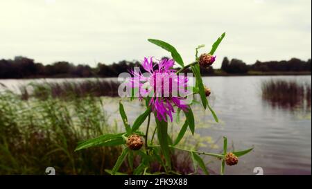 Blooming cornflower on the shore of the northern pond. Close-up of a flower Stock Photo