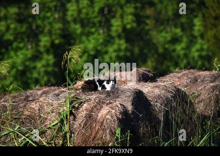 barnyard cat lays on old round bales of hay.  Cat is black and white had has green eyes open watching. Stock Photo