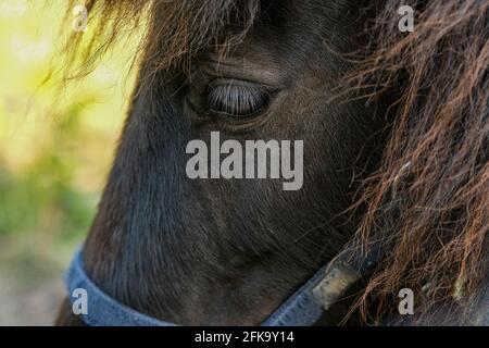 Close up view of horse animal eye while grazing in rural area,domestic animal breed Stock Photo