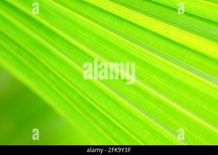 Close-up green fan palm leaf on blurred motion on greenery background Stock Photo