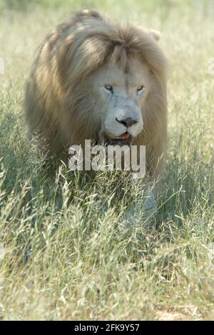 The King of the lions, a male white lion walking in the bush in South Africa Stock Photo