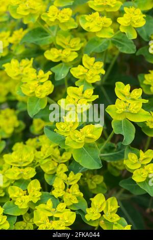 Euphorbia flower grove (Euphorbia sp.) Euphorbiaceae Stock Photo