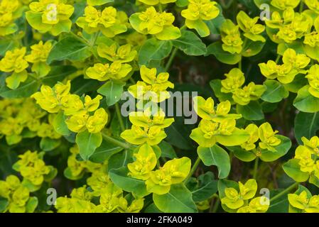 Euphorbia flower grove (Euphorbia sp.) Euphorbiaceae Stock Photo