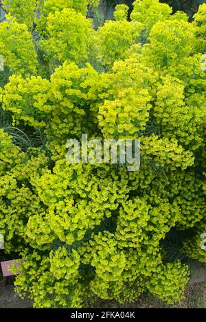 Euphorbia flower grove (Euphorbia sp.) Euphorbiaceae Stock Photo