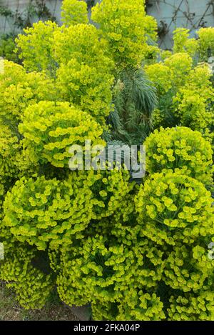 Euphorbia flower grove (Euphorbia sp.) Euphorbiaceae Stock Photo