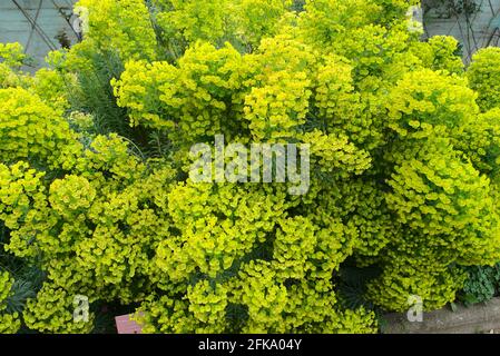 Euphorbia flower grove (Euphorbia sp.) Euphorbiaceae Stock Photo