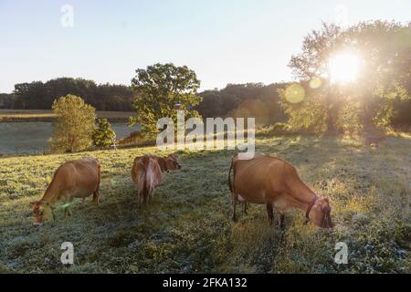 Cows on St. Isidore’s Dairy in Wisconsin graze in the pasture during early morning light in the fall. Stock Photo