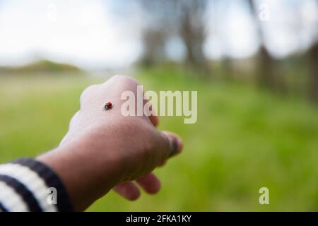 Close-up of a ladybug placed on the hand of a boy in a meadow. Stock Photo
