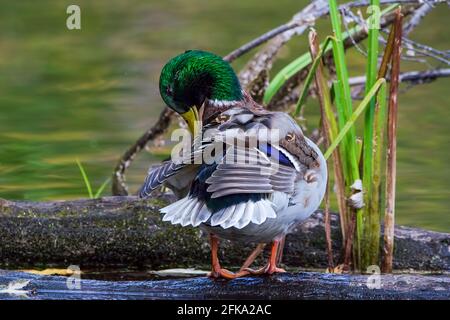 Gorgeous mallard drake preening while standing on a log Stock Photo