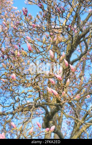 Magnolia buds on tree branches against the sky, vertical format Stock Photo