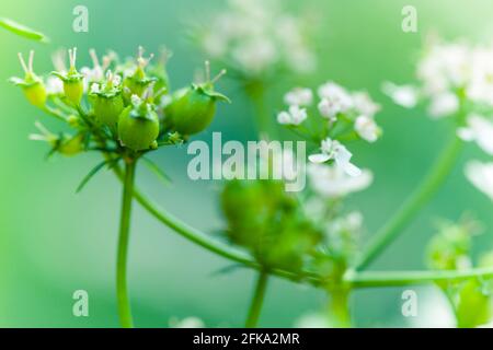 Matured Coriander bloom and seeds in kitchen garden, also known as Coriandrum sativum, cilantro, Chinese parsley or dhania, is an annual herb in the f Stock Photo