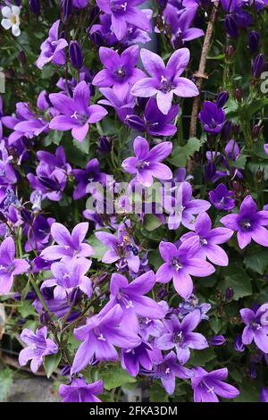 Campanula portenschlagiana wall bellflowers – mass of small purple funnel-shaped flowers,  April, England, UK Stock Photo