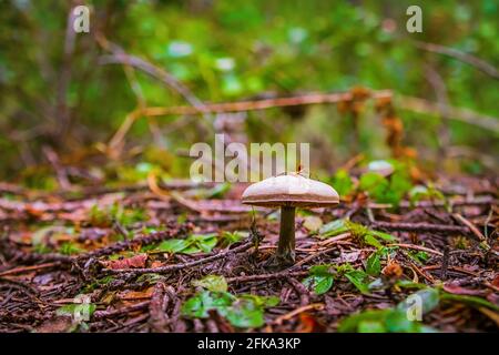 A wild mushroom growing on the forest floor Stock Photo