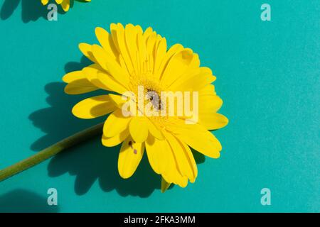 One yellow gerbera flower on blue background Stock Photo