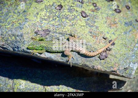 Iberolacerta galani or lizard of Leon, basking in the morning on a rock to warm up. Focus on the body of the animal Stock Photo