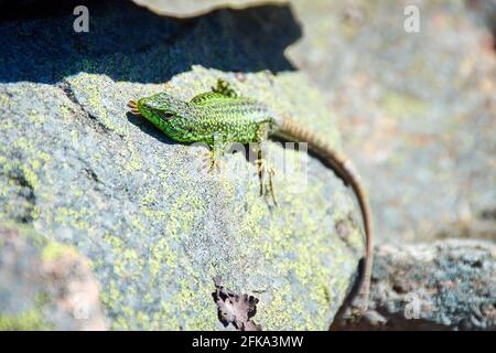 Iberolacerta galani or lizard of Leon, basking in the morning on a rock to warm up. Focus on the eye of the animal Stock Photo