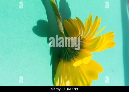 One yellow gerbera flower on blue background Stock Photo