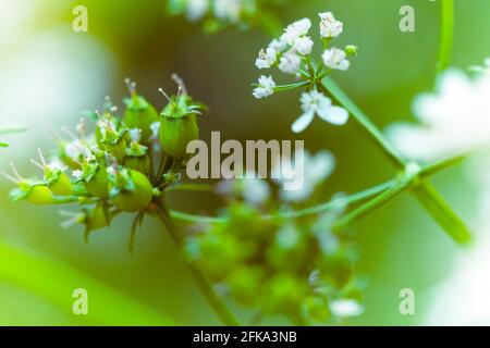 Matured Coriander bloom and seeds in kitchen garden, also known as Coriandrum sativum, cilantro, Chinese parsley or dhania, is an annual herb in the f Stock Photo