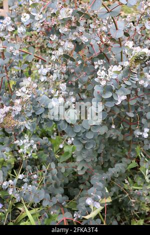 Eucalyptus gunnii ‘Azura’ Young eucalyptus tree – silvery blue grey egg-shaped leaves on red stems,  April, England, UK Stock Photo