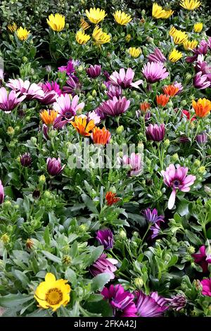Osteospermum ecklonis mix Dimorphotheca ecklonis – yellow, orange, pink and purple flowers, April, England, UK Stock Photo