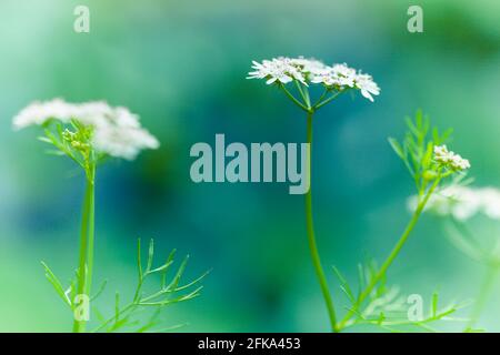 Matured Coriander bloom and seeds in kitchen garden, also known as Coriandrum sativum, cilantro, Chinese parsley or dhania, is an annual herb in the f Stock Photo