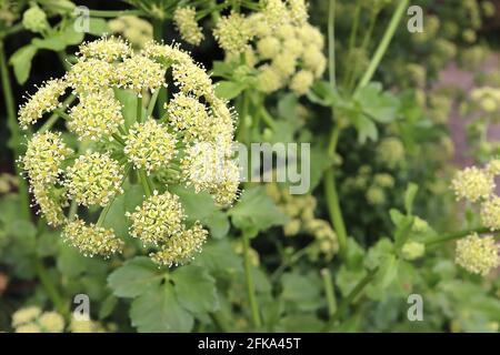 Smyrnium olusatrum Alexanders – spherical umbels of tiny yellow green flowers and mid green leaves,  April, England, UK Stock Photo