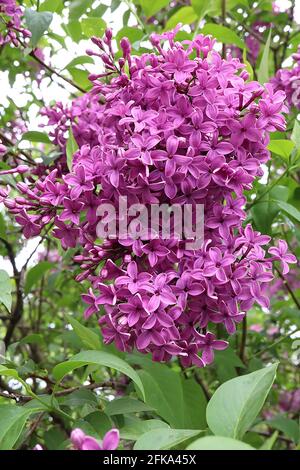 Syringa vulgaris ‘Albert F Holden’ common lilac Albert F Holden – violet flowers with white margins,  April, England, UK Stock Photo