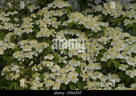 Dogwood State Flower Virginia (USA ) Stock Photo