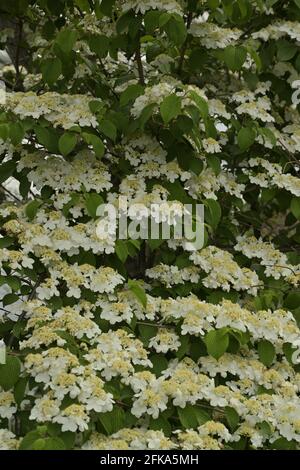 Dogwood State Flower Virginia (USA ) Stock Photo