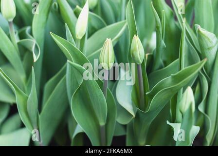 Green tulips with unopened buds in early spring Stock Photo