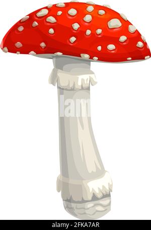 Mushroom fly agaric vector icon, cartoon amanita toxic forest plant with red and white mottled cap isolated on white background. Autumn season symbol, Stock Vector