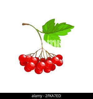 Viburnum berries bunch with green leaves isolated flat cartoon icon. Vector viburnum fruits cluster, ripe harvest for jam or juice package food ingred Stock Vector