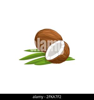 Tropical coconut isolated cut in half and whole fruit with green leaves. Vector brown matured nut white inside, exotic palm tree fruit. Nut in hard sh Stock Vector