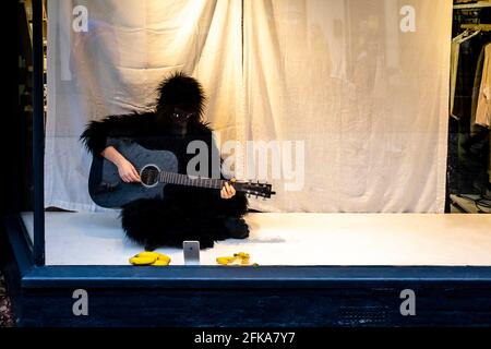 A Man Dressed In A Gorilla Costume Sits In A Shop Window Playing The Guitar, The High Street, Lewes, East Sussex, UK. Stock Photo