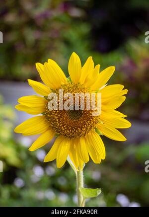Close up yellow sun flower Stock Photo