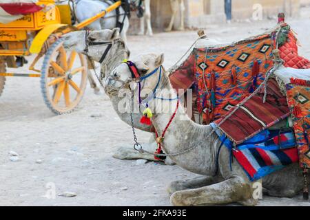 Close up of camels with bridles and saddles at the pyramids of Giza, Egypt Stock Photo