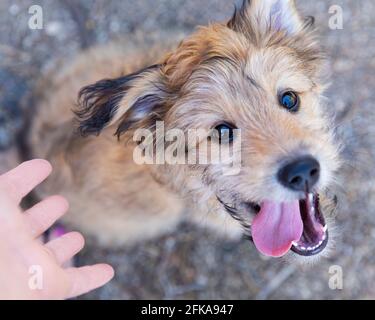 Happy mixed poodle breed puppy, 9 weeks old, looking at camera with tongue hanging out. Stock Photo