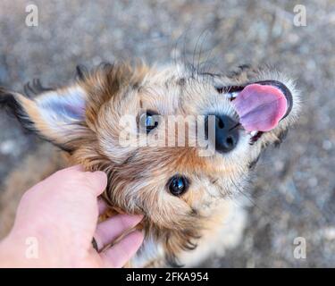 Cute mixed breed puppy, looking up at the camera, being pet by her owner. Stock Photo