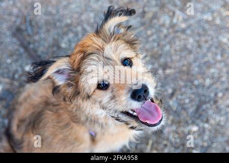 Cute mixed breed poodle puppy looking up at owner. Stock Photo